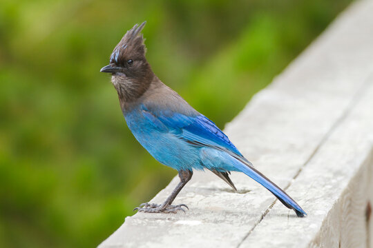 Steller's Jay