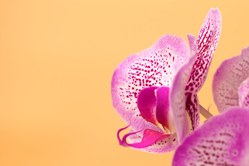 Close up Orchid flower on a orange background. Summer and spring backgrounds © borislav15