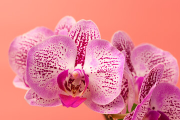 Close up Orchid flower on a pink background. Summer and spring backgrounds