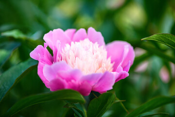 Peony flower in the garden on a green background. Summer background
