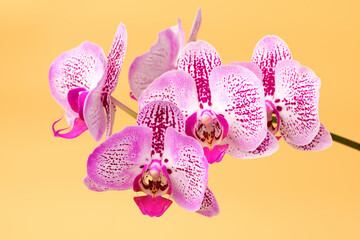 Close up Orchid flower on a orange background. Summer and spring backgrounds