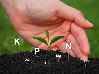 The sapling is growing. with nutrients, minerals, digital soil icons
