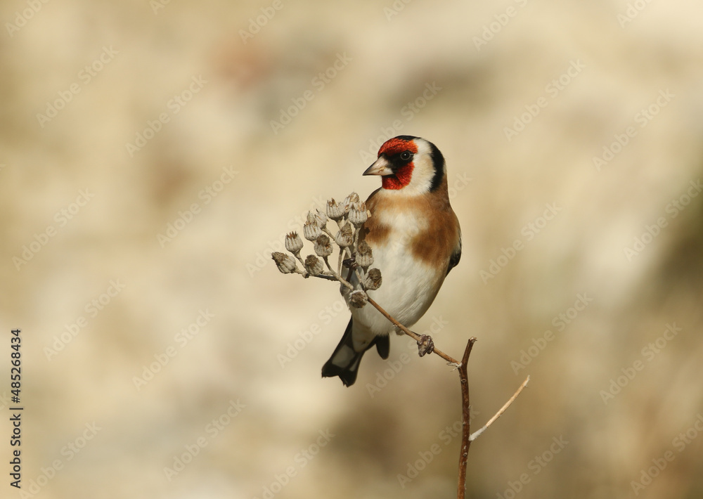 Poster A beautiful Goldfinch, Carduelis carduelis, feeding on the seeds of a wild plant.	