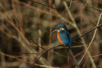 A Kingfisher, Alcedo atthis, perching on a branch. It has been diving into the river catching fish.