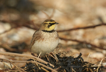 A Shore lark, Eremophila alpestris, feeding on seeds on a beach in Kent. A winter visiting bird to the UK.