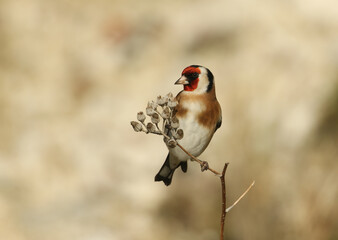 A beautiful Goldfinch, Carduelis carduelis, feeding on the seeds of a wild plant.	