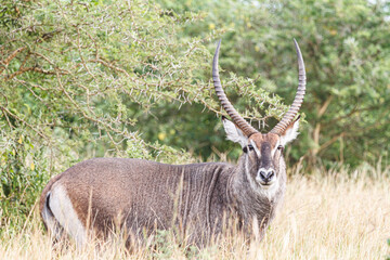 森に佇むウォーターバック