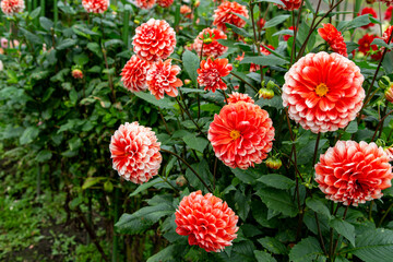 Beautiful red dahlia flowers in the garden blooming in autumn.