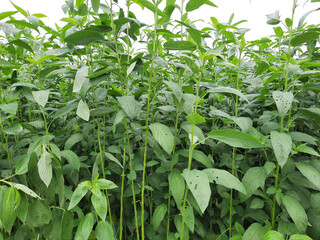 Jute plant with white background, Corchorus plant. Jute farm in india. 
