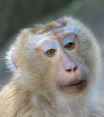 Closeup portrait of a Cheeky Monkey with big eyes taken at Big Buddha Mountain Phuket Thailand