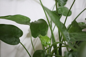Green plants provide peace of mind.