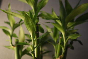 Green plants provide peace of mind.