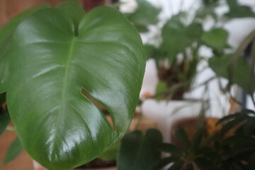 Obraz premium Green plants provide peace of mind.