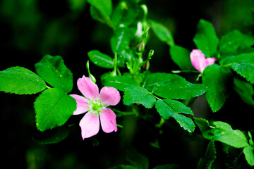 pink and white flower