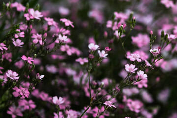 Fototapeta premium flowers in the field