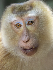 Closeup portrait of a Cheeky Monkey with big eyes taken at Big Buddha Mountain Phuket Thailand