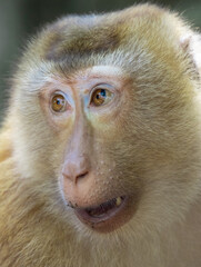 Fototapeta premium Closeup portrait of a Cheeky Monkey with big eyes taken at Big Buddha Mountain Phuket Thailand