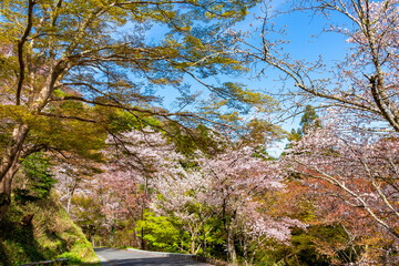 春の奈良県・吉野山で見た、満開の桜と快晴の青空