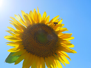 日本、神奈川県、夏のひまわり畑