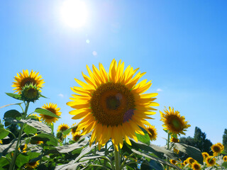 日本、神奈川県、夏のひまわり畑