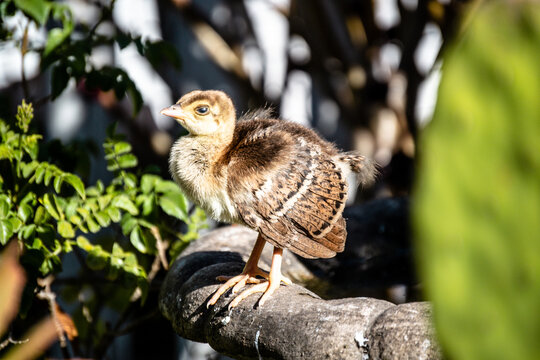 Peachick Babies