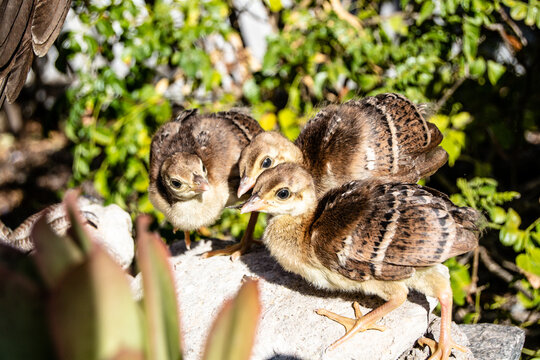 Peachick Babies