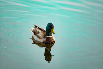 duck on the water