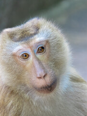 Closeup portrait of a Cheeky Monkey with big eyes taken at Big Buddha Mountain Phuket Thailand