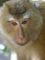 Closeup portrait of a Cheeky Monkey with big eyes taken at Big Buddha Mountain Phuket Thailand