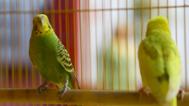 Cute green domestic pet bird in a metal cage.