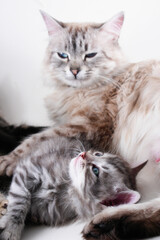 Fototapeta na wymiar Mother cat and her newborn kitten close-up 