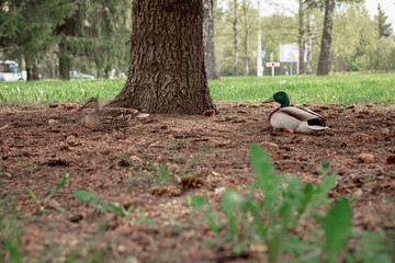 A duck and a drake sit on the ground under a spruce