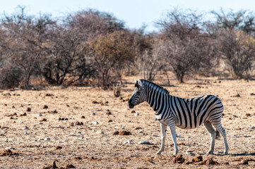 Fototapeta na wymiar One Burchell's Plains zebra -Equus quagga burchelli- walking on the plains of Etosha National Park, Namibia.