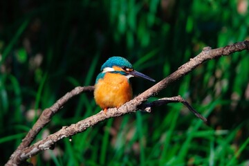 The kingfisher perching on a twig