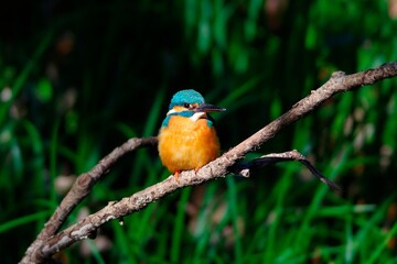 Fototapeta premium The kingfisher perching on a twig