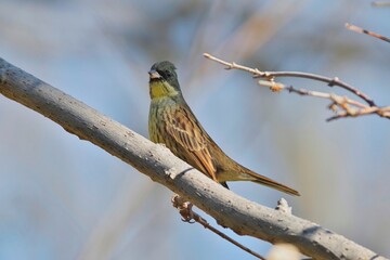 Black-faced Bunting (Aoji, Emberiza spodocephala)