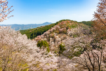 Fototapeta na wymiar 奈良県の吉野山で見た、山の斜面に咲き誇る桜の花と快晴の青空