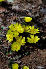 Amur adonis (Pheasant's eye): Flower to tell the spring arrival