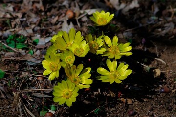 Amur adonis (Pheasant's eye): Flower to tell the spring arrival