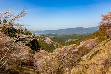 Fototapeta na wymiar 春の奈良県・吉野山で見た、上千本周辺の桜と霞む青空