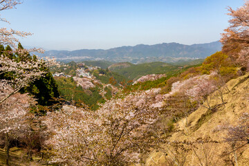 Fototapeta na wymiar 春の奈良県・吉野山で見た、上千本周辺の桜と霞む青空