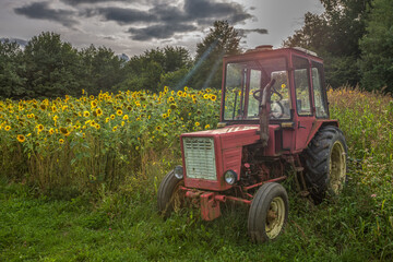 Stary traktor na polu słoneczników - obrazy, fototapety, plakaty