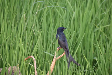 Black Drongo 
