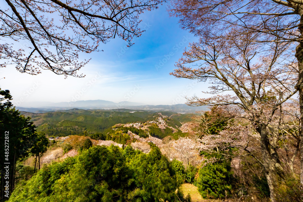 Wall mural 春の奈良県・吉野山で見た、上千本周辺の桜と快晴の青空