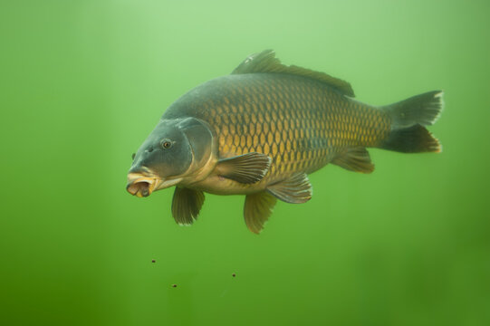 carp in the water