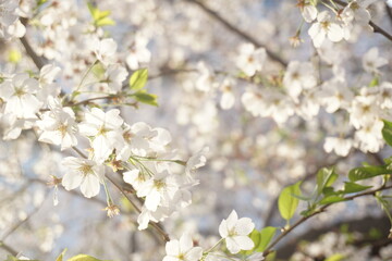 桜