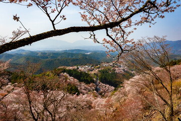 春の奈良県・吉野山で見た、上千本周辺の桜と霞む青空