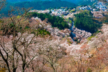 春の奈良県・吉野山で見た、上千本周辺の桜と緑の木々