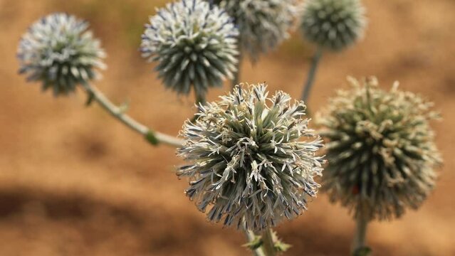 Echinops sphaerocephalus flowers against a background of dry grass.