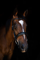 Fototapeta premium brown horse portrait